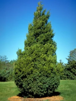 SN Fast-Growing Privacy Trees Cedar - Eastern Red
