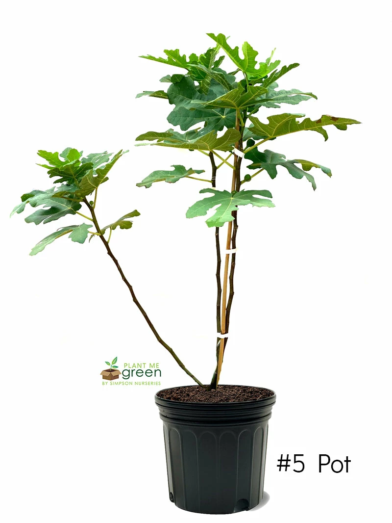 SN Fig Trees - Celestial