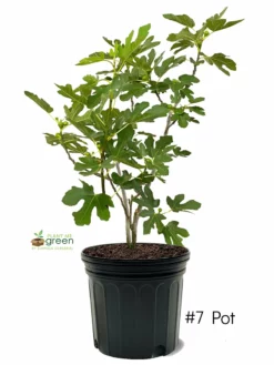 SN Fig Trees - Celestial