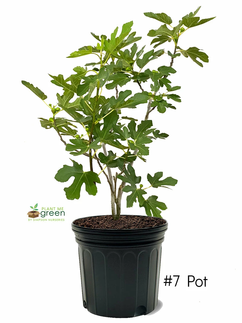 SN Fig Trees - Celestial