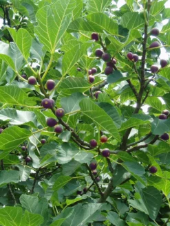 SN Fig Trees - Celestial