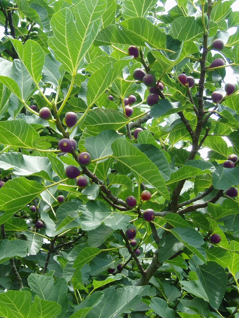 SN Fig Trees - Celestial