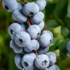 SN Blueberry - Chandler (Northern Highbush)