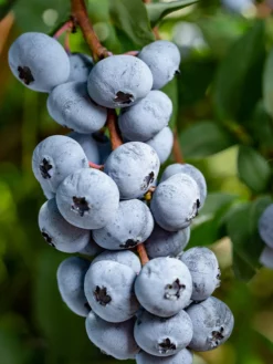 SN Blueberry - Chandler (Northern Highbush)