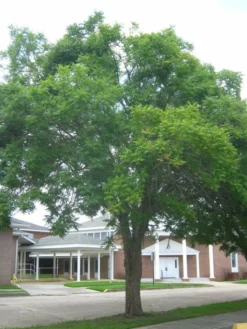 SN Pistache - Chinese