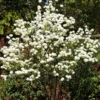 FLOWERING COLLECTION Viburnum - Chinese Snowball