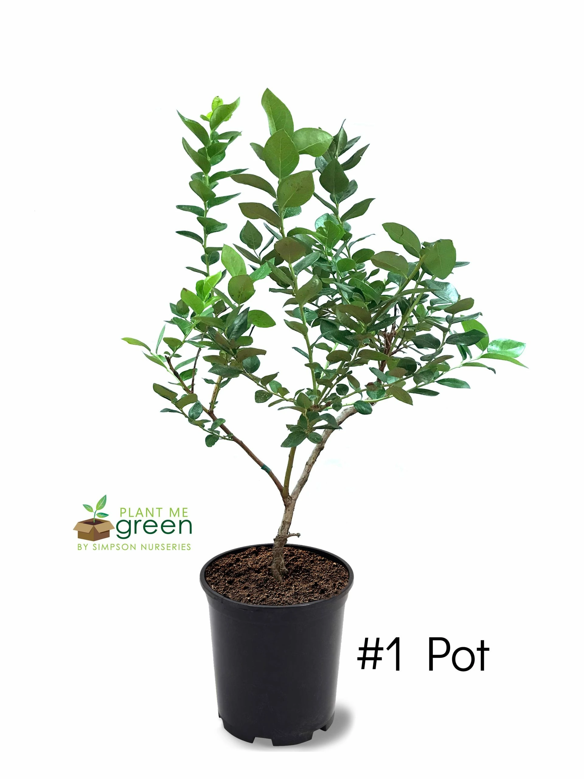 SN Blueberry - Climax (Rabbit Eye)