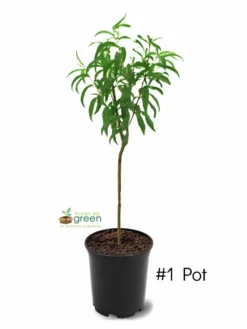 SN Peach Trees - Contender