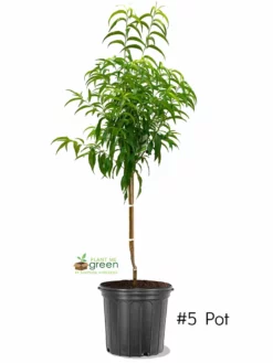 SN Peach Trees - Contender