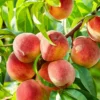 SN Peach Trees - Contender