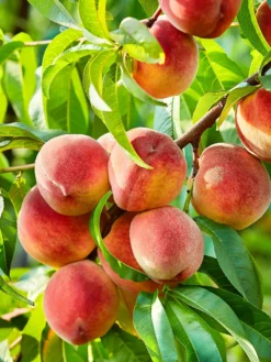 SN Peach Trees - Contender