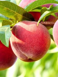 SN Peach Trees - Contender