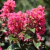 SN Crape Myrtle - First Editions® Coral Magic FLOWERING COLLECTION
