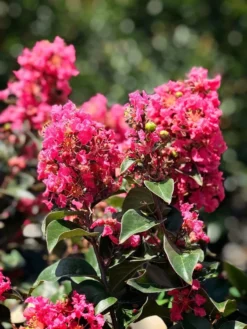 SN Crape Myrtle - First Editions® Coral Magic FLOWERING COLLECTION