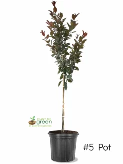 SN Crabapple - Summer Wonder