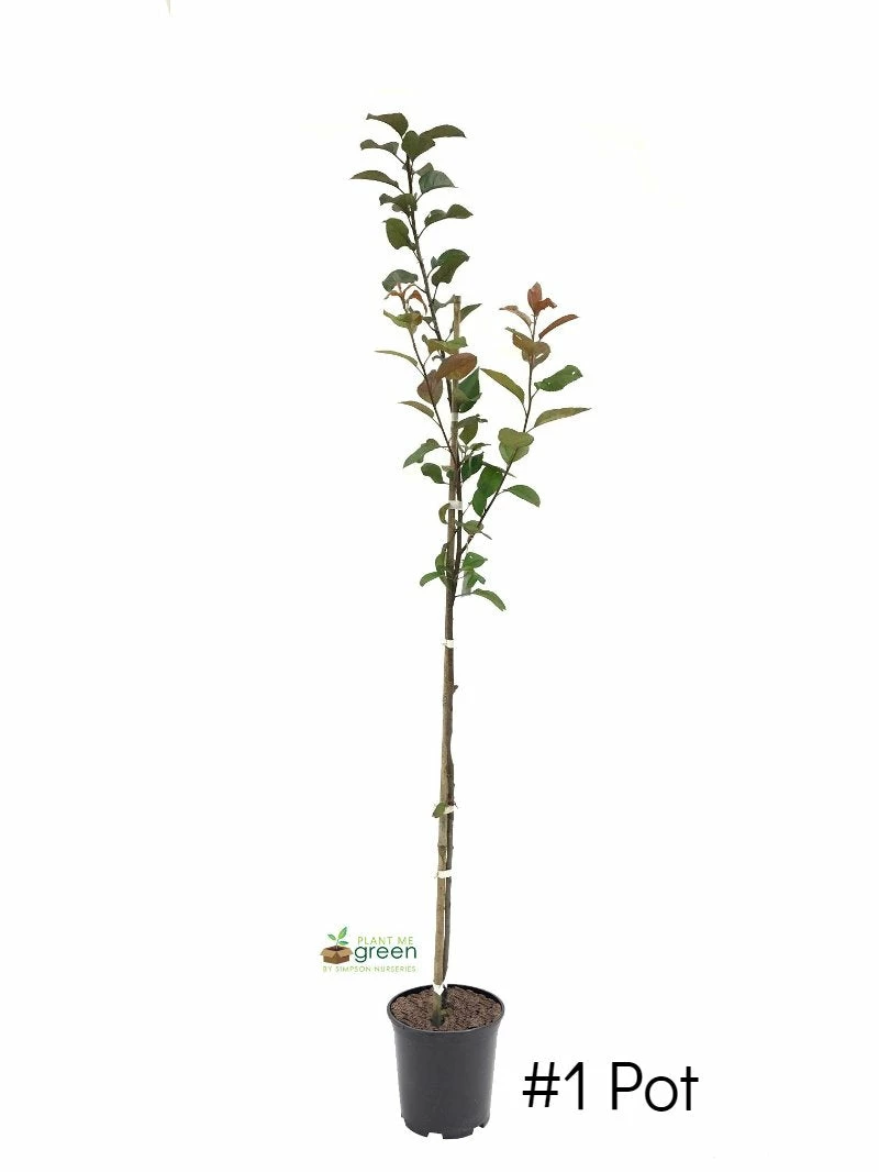 SN FRUIT COLLECTION Crabapple - Centurion