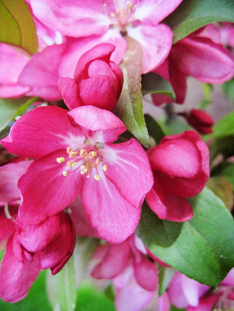 SN FRUIT COLLECTION Crabapple - Centurion