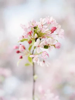 SN Crabapple - Floribunda FLOWERING COLLECTION