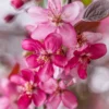 SN Crabapple - Profusion FLOWERING COLLECTION
