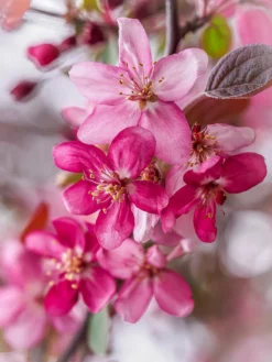 SN Crabapple - Profusion FLOWERING COLLECTION