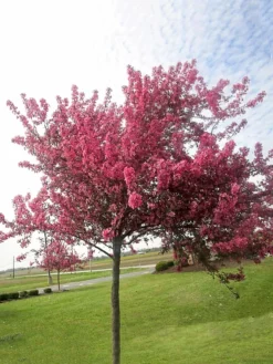 SN Crabapple - Profusion FLOWERING COLLECTION