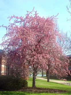 SN FLOWERING COLLECTION Crabapple - Robinson