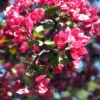 SN Crabapple - Summer Wonder