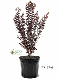 Plant Me Green Crape Myrtle - First Editions® Lunar Magic®
