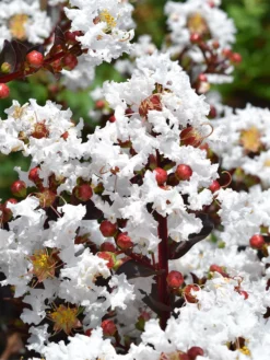 Plant Me Green Crape Myrtle - First Editions® Lunar Magic®
