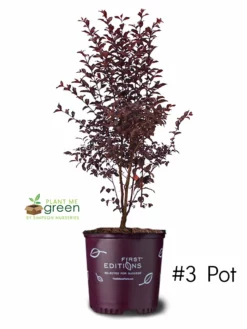 SN Crape Myrtle - First Editions® Midnight Magic™ FLOWERING COLLECTION