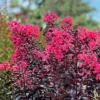SN Crape Myrtle - First Editions® Midnight Magic™ FLOWERING COLLECTION