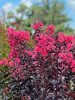 SN Crape Myrtle - First Editions® Midnight Magic™ FLOWERING COLLECTION