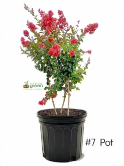 SN Crape Myrtle - Southern Living™ Miss Frances