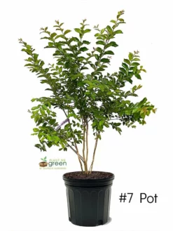 Plant Me Green Crape Myrtle - Muskogee