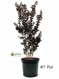 SN Crape Myrtle - Black Diamond Mystic Magenta FLOWERING COLLECTION