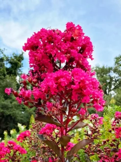 SN Crape Myrtle - Black Diamond Mystic Magenta FLOWERING COLLECTION