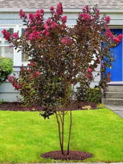 SN Crape Myrtle - Black Diamond Mystic Magenta FLOWERING COLLECTION