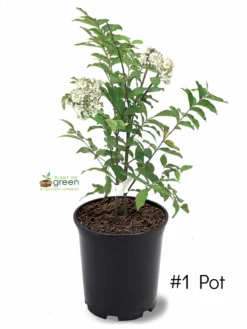 SN Crape Myrtle - Natchez FLOWERING COLLECTION