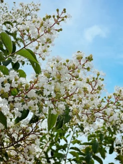 SN Crape Myrtle - Natchez FLOWERING COLLECTION