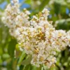 SN Crape Myrtle - Natchez FLOWERING COLLECTION