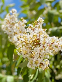 SN Crape Myrtle - Natchez FLOWERING COLLECTION
