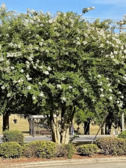 SN Crape Myrtle - Natchez FLOWERING COLLECTION