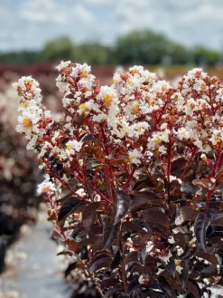SN Crape Myrtle - Black Diamond Pure White FLOWERING COLLECTION