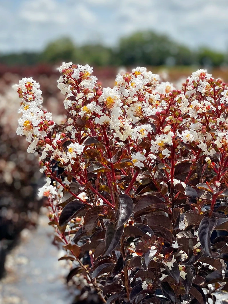 SN Crape Myrtle - Black Diamond Pure White FLOWERING COLLECTION