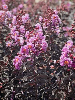 Plant Me Green Crape Myrtle - Black Diamond Purely Purple FLOWERING COLLECTION