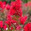 SN Crape Myrtle - First Editions® Ruffled Red Magic