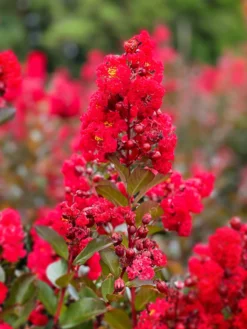 SN Crape Myrtle - First Editions® Ruffled Red Magic