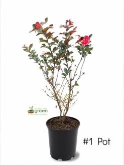 SN Crape Myrtle - First Editions® Ruffled Red Magic