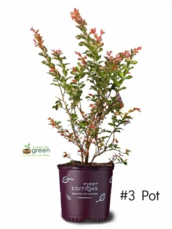 SN Crape Myrtle - First Editions® Ruffled Red Magic