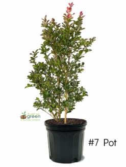 SN Crape Myrtle - First Editions® Ruffled Red Magic